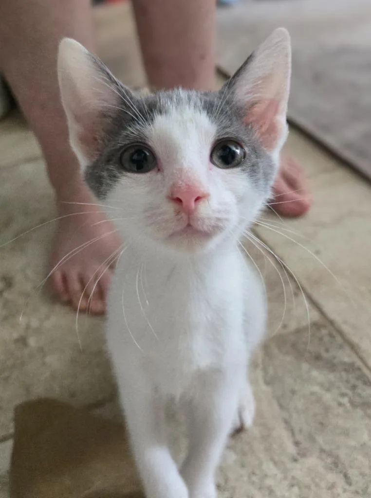 A baby medium-sized female Domestic Short Hair cat named Skye for adoption in Evans, GA