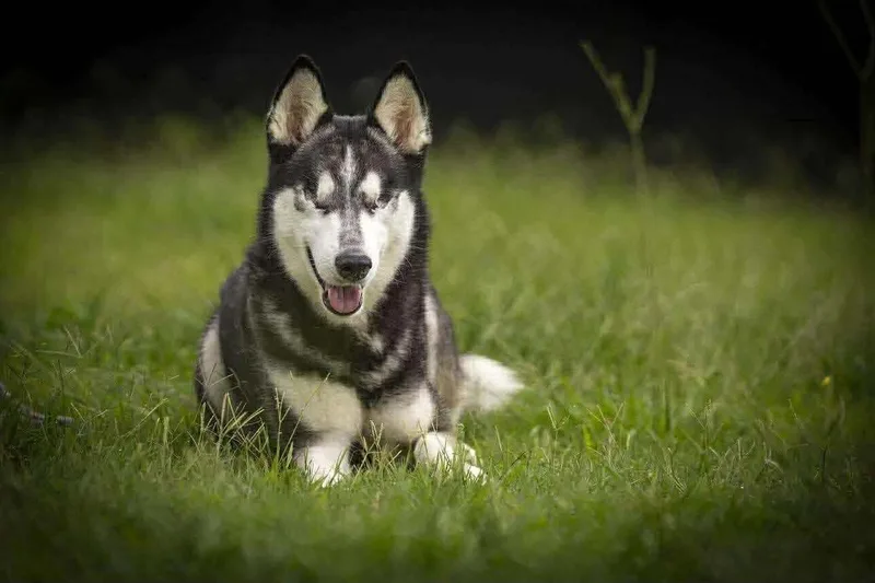 An adult medium-sized female Siberian Husky dog named Watermelon Sugar for adoption in Tomball, TX