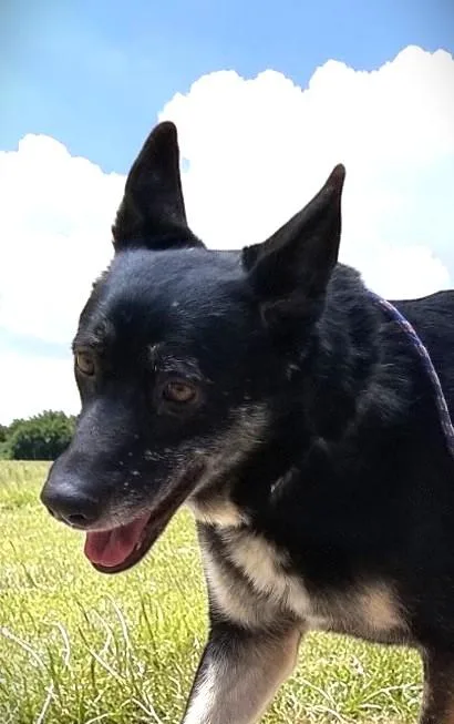 A senior large-sized female Black German Shepherd Dog dog named Lilli for adoption in Ventura, CA