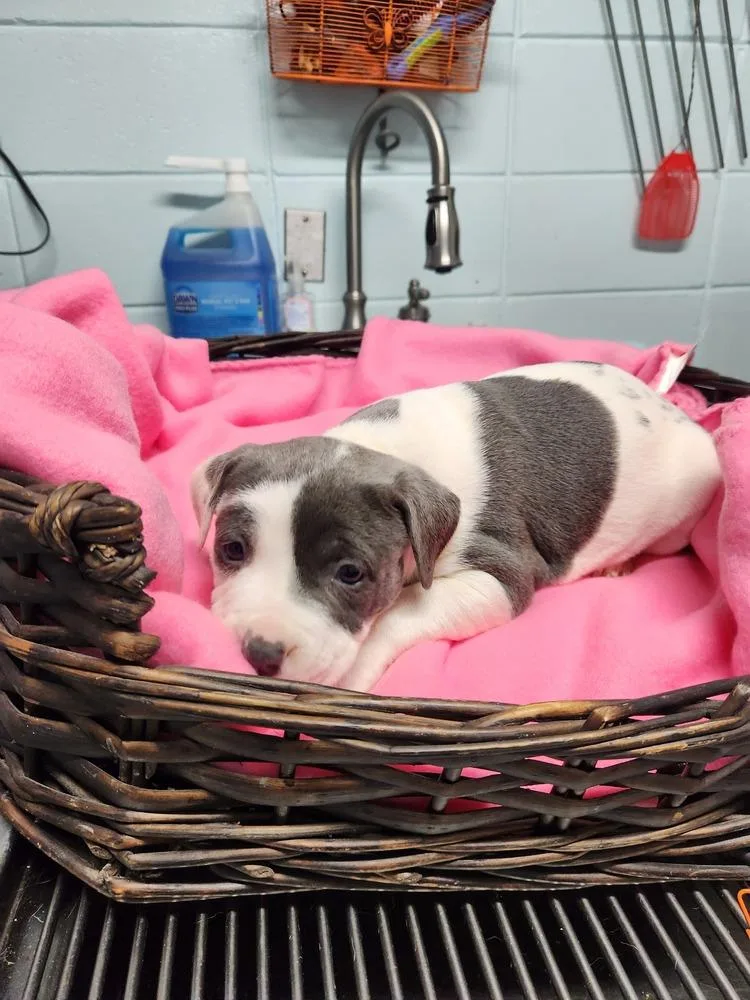 Daisy Belle A thumbnail 2