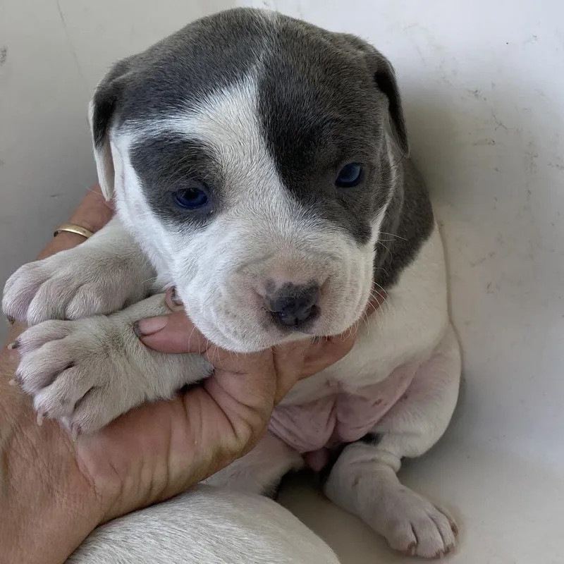 Daisy Belle A thumbnail 3