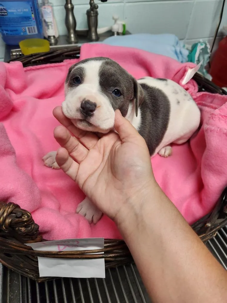 Daisy Belle A thumbnail 5