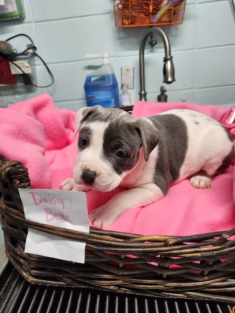 Daisy Belle A thumbnail 6