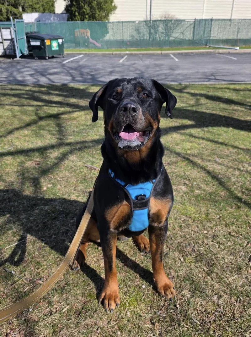 An adult large-sized female Rottweiler dog named Snow for adoption in Westwood, NJ