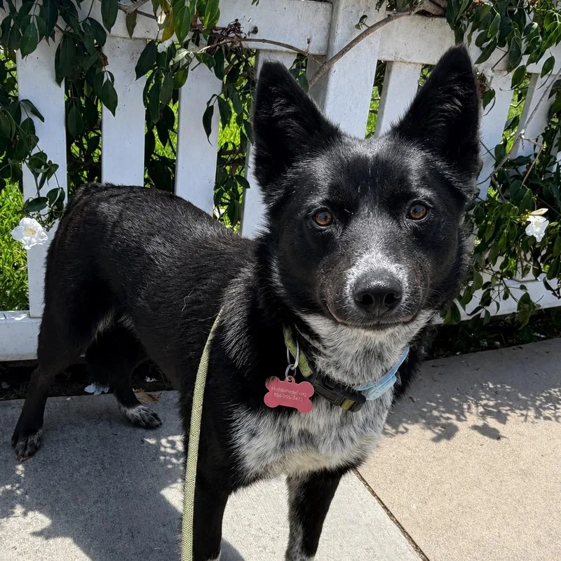 A young medium-sized female Border Collie dog named Mustang Sally for adoption in Newport Beach, CA