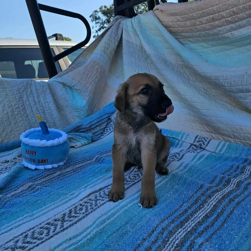 A baby small-sized male Brown / Chocolate Shepherd dog named Spruce for adoption in Wadena, MN