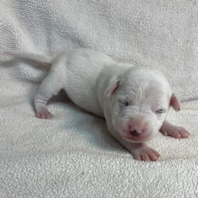 Fleur Mardi C thumbnail 2