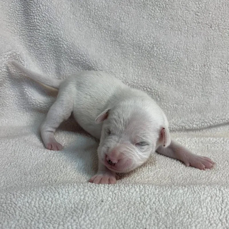 Fleur Mardi C thumbnail 3