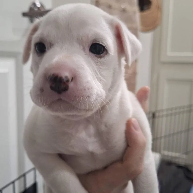 Fleur Mardi C thumbnail 4