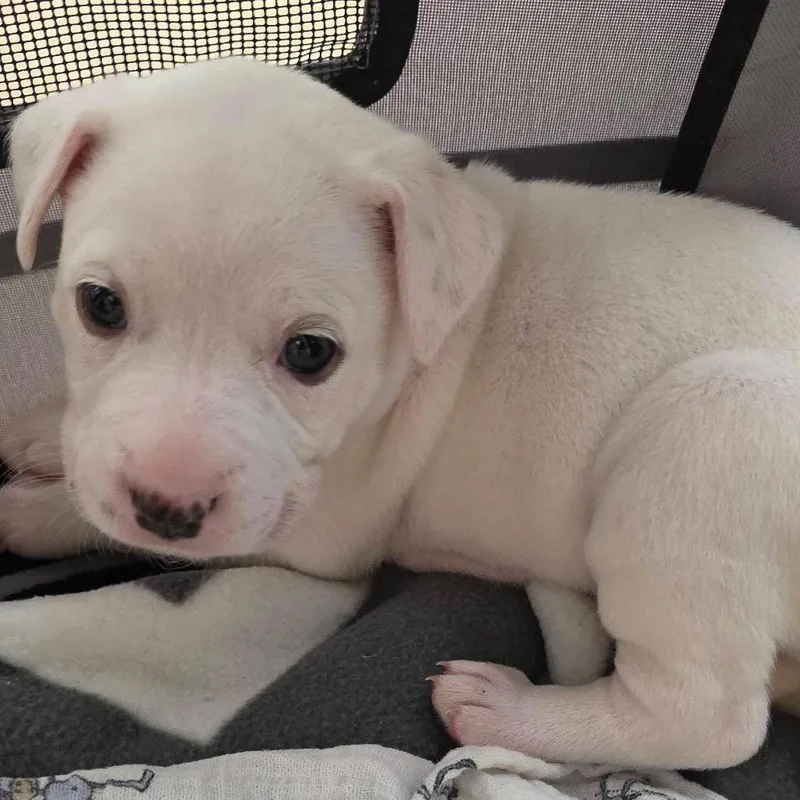 Fleur Mardi C thumbnail 5