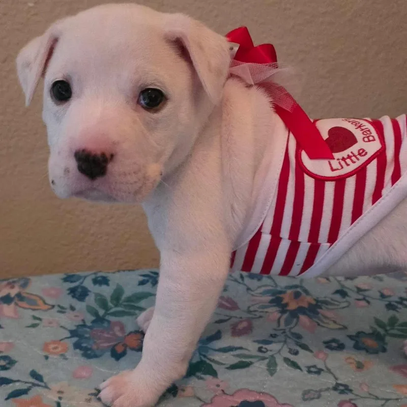 Fleur Mardi C thumbnail 6