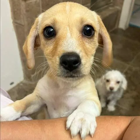 A baby small-sized female Yellow / Tan / Blond / Fawn Chihuahua dog named Mina for adoption in Alma, WI