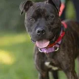 An adult medium-sized male Pit Bull Terrier dog named Damu for adoption in Hilliard, OH