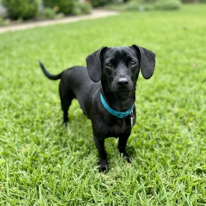 An adult small-sized male Black Dachshund dog named The Slinkster for adoption in Las Vegas, NV