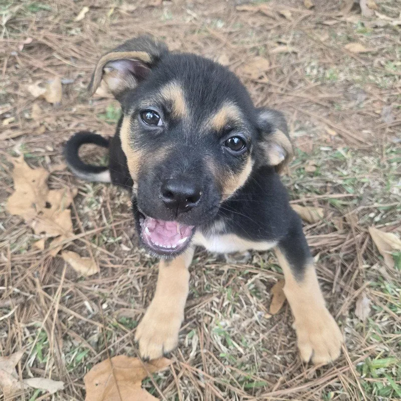 A young medium-sized male Labrador Retriever dog named Junior CP for adoption in Locust Grove, GA