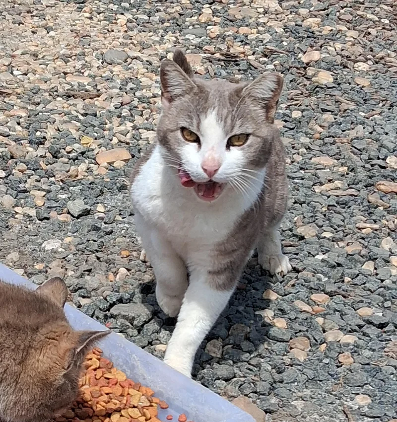 An adult medium-sized male Gray & White Domestic Short Hair cat named Cutie Pie for adoption in Centreville, VA