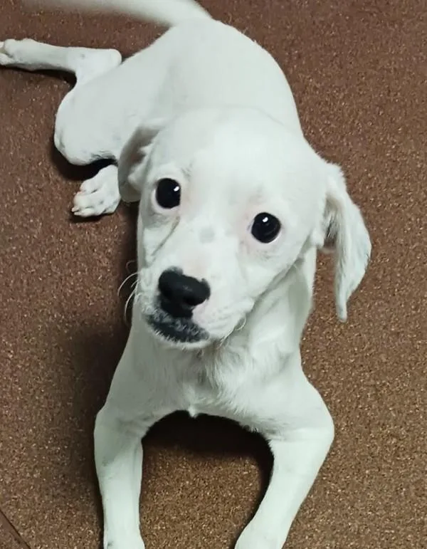 A baby small-sized female Chihuahua dog named Parmida for adoption in Oakland, CA