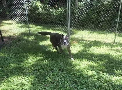 An adult medium-sized male Cattle Dog dog named Jones for adoption in New Hope, PA