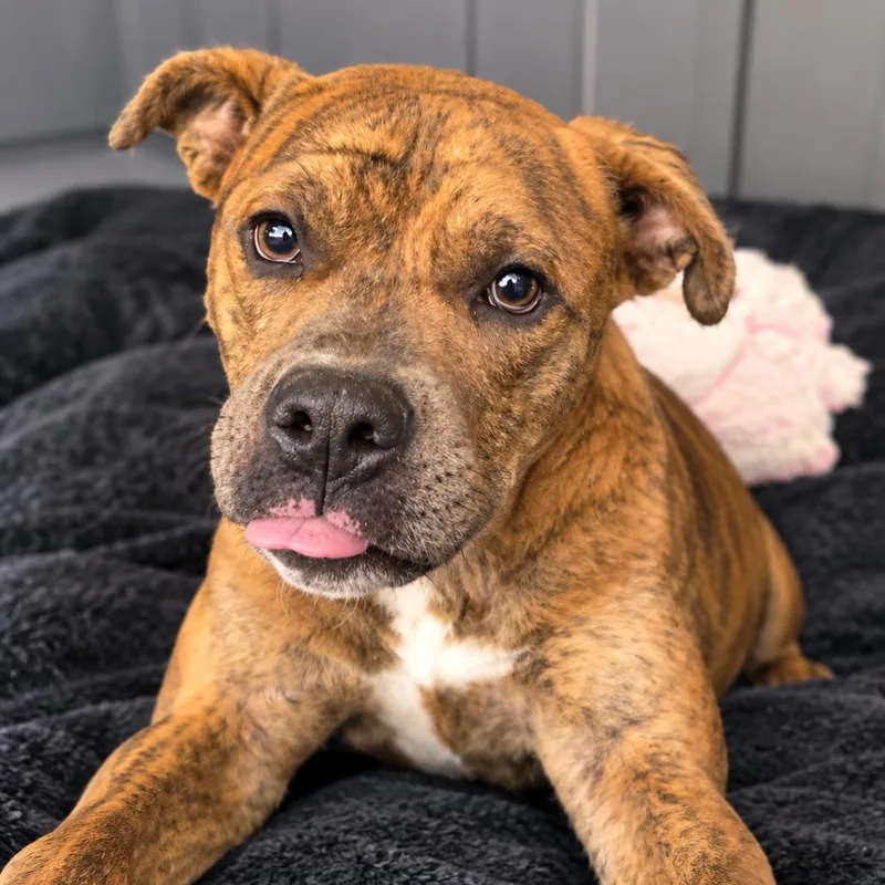 A young medium-sized male Brindle Boxer dog named Tonka for adoption in Pulaski, TN