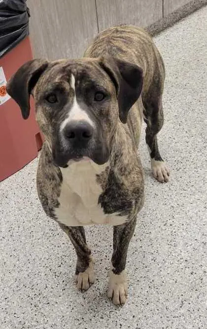 An adult extra large-sized female Brown / Chocolate Mastiff dog named Charlie for adoption in Kansas City, MO