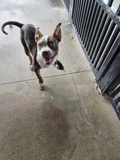 A young small-sized male Pit Bull Terrier dog named Pea Pie for adoption in Knoxville, TN