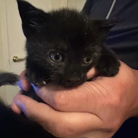 A baby small-sized female Black Domestic Short Hair cat named Allie for adoption in Oceanside, NY