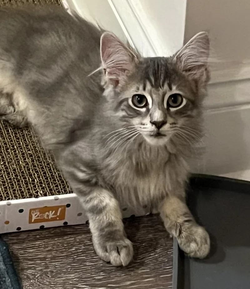 A baby medium-sized female Calico Domestic Short Hair cat named Chester & Princess Buttercup for adoption in CHICAGO, IL