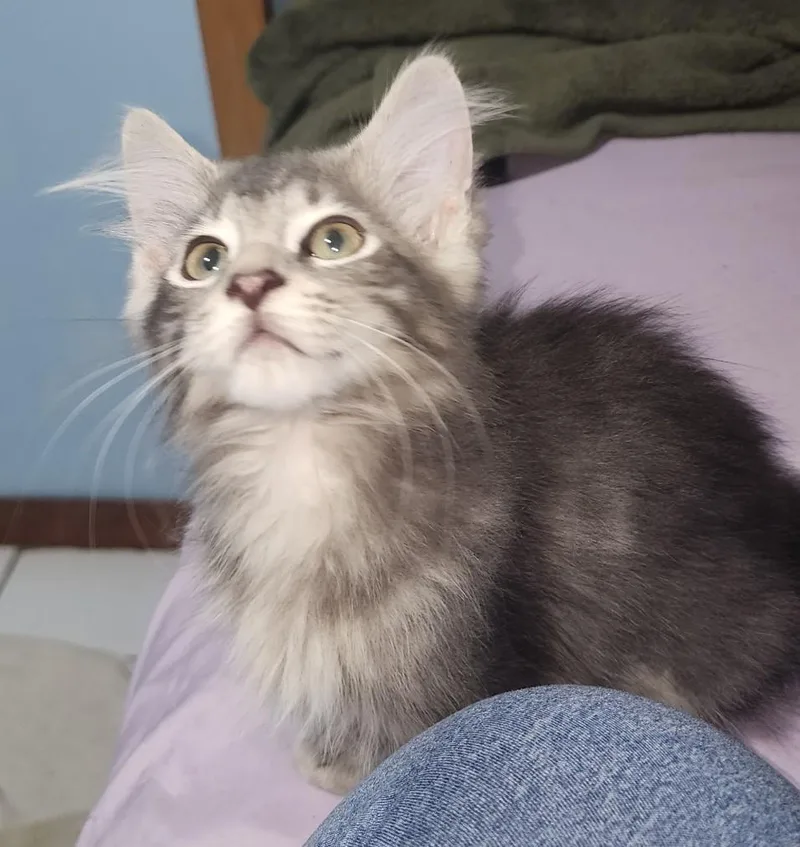 Chester & Princess Buttercup thumbnail 2