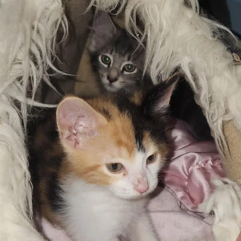 Chester & Princess Buttercup thumbnail 5