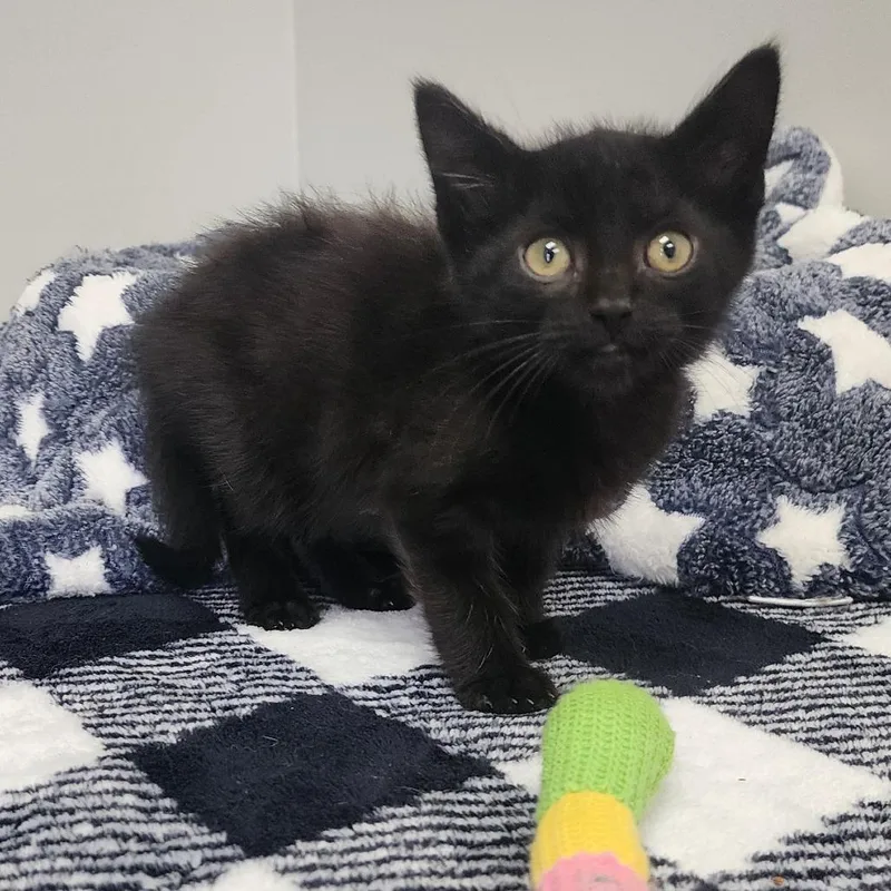 A baby small-sized male Black Domestic Short Hair cat named Venom for adoption in Toledo, OH