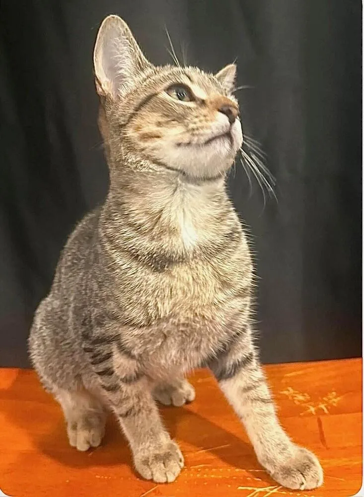 A baby medium-sized male Domestic Short Hair cat named Spaghetti for adoption in Little Rock, AR