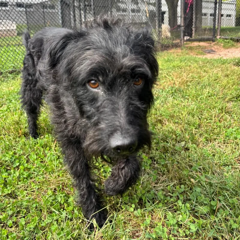 An adult medium-sized male Border Collie dog named Shoe Fly Pie for adoption in York, PA