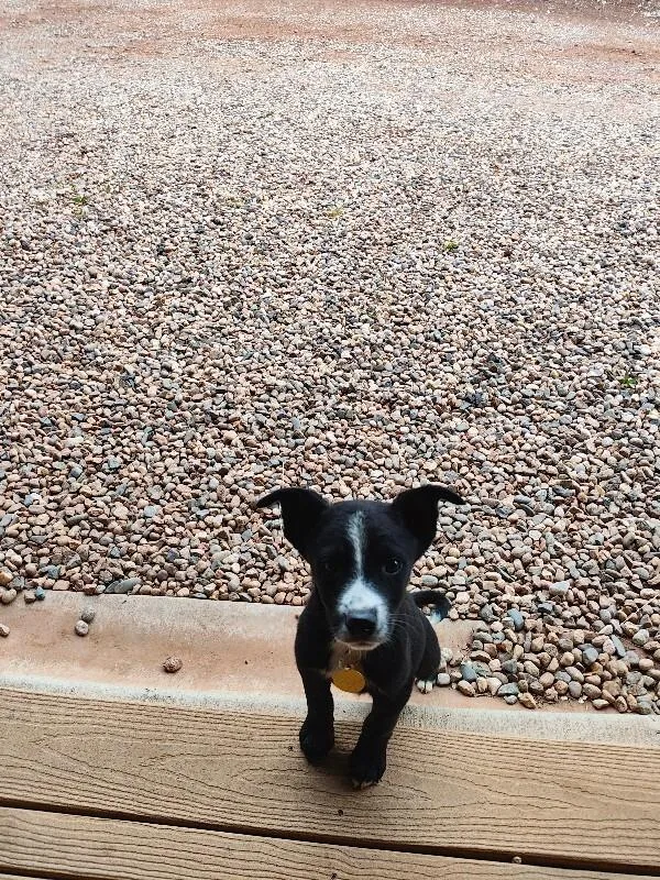 Sadie