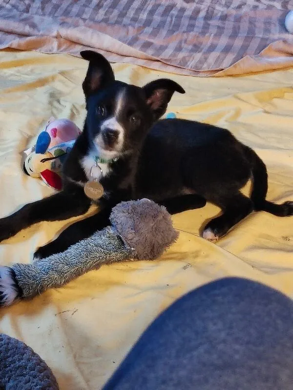 Sadie thumbnail 3