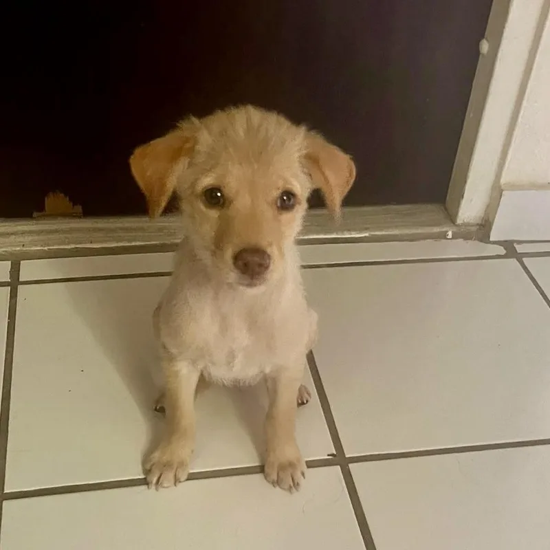 A baby medium-sized female Mixed Breed dog named Sofya for adoption in Brooklyn, NY