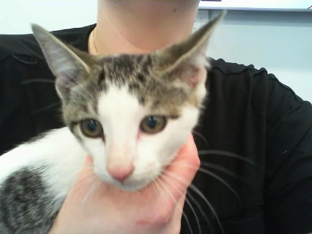 A baby small-sized male Domestic Short Hair cat named Miso for adoption in Charlotte, NC