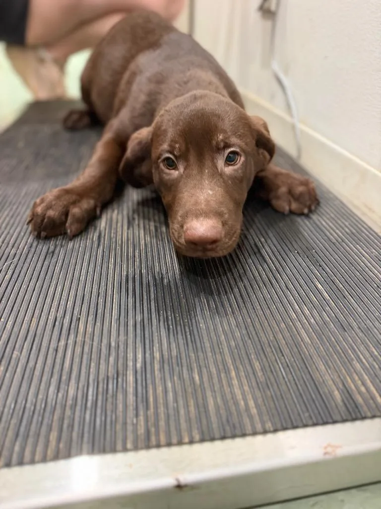 A baby medium-sized male Mixed Breed dog named Rolly for adoption in Danielsville, GA