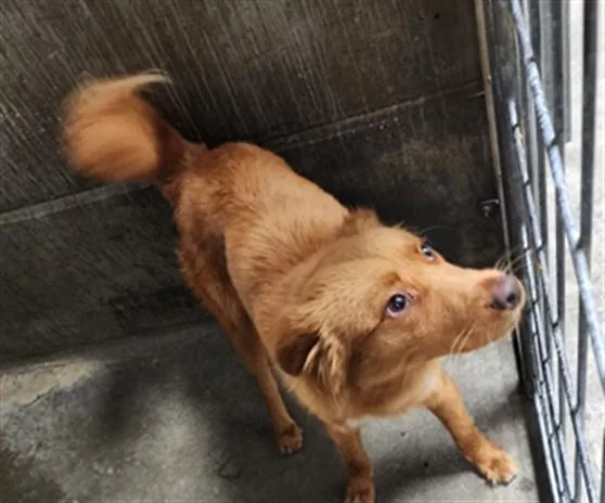 A young large-sized male Golden Retriever dog named Tesoro for adoption in Los Angeles, CA