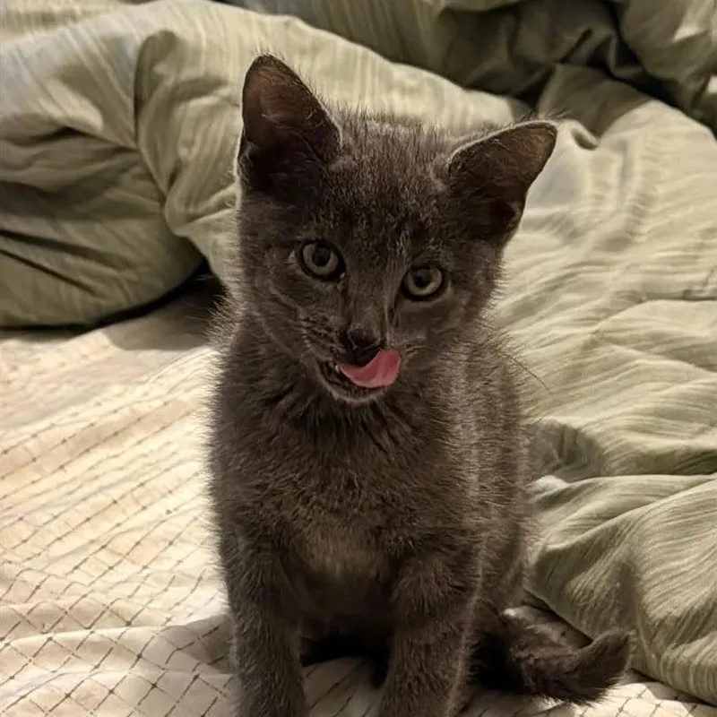 A baby small-sized male Gray / Blue / Silver Domestic Short Hair cat named Orion for adoption in Enfield, NH