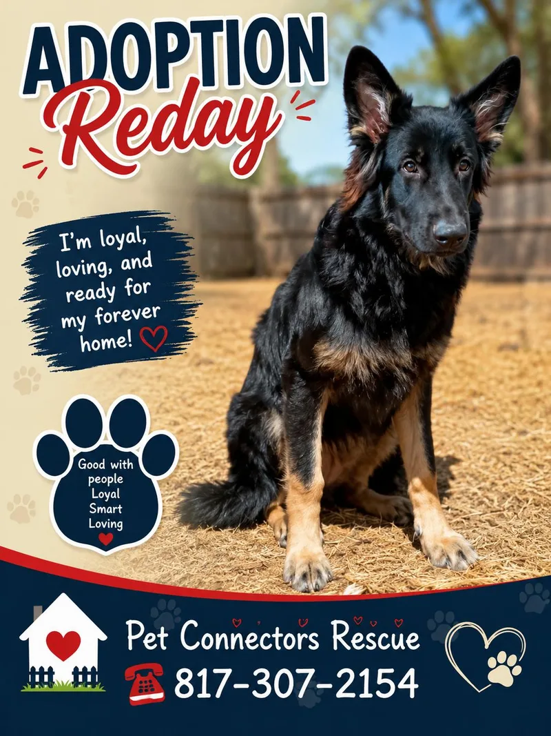 A baby medium-sized female Black German Shepherd Dog dog named Baby for adoption in Haslet, TX