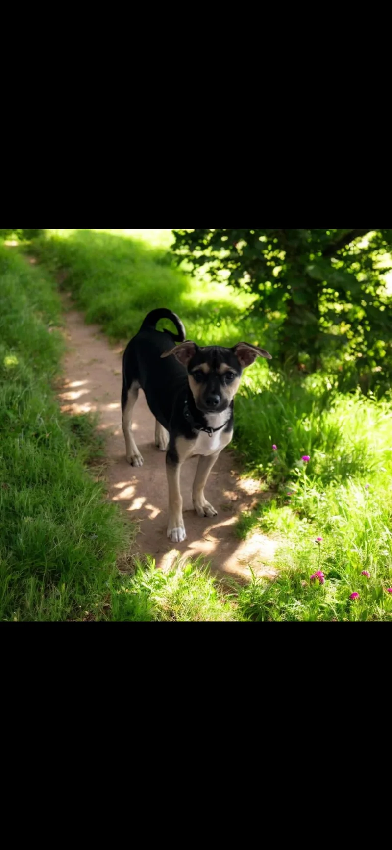 A baby medium-sized male Tricolor (Brown, Black, & White) Terrier dog named Dill for adoption in seaside heights, NJ