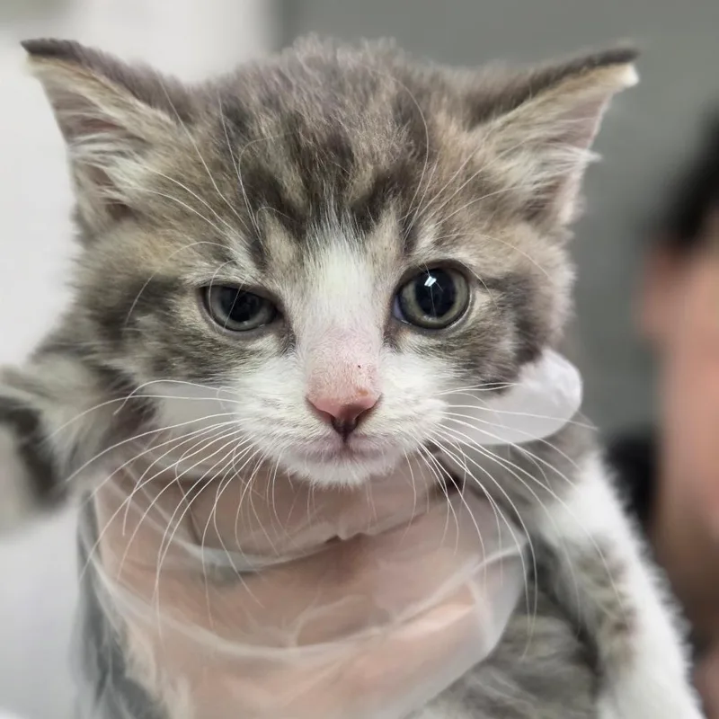 A baby small-sized female Gray / Blue / Silver Domestic Medium Hair cat named Meteor for adoption in Charleston, WV