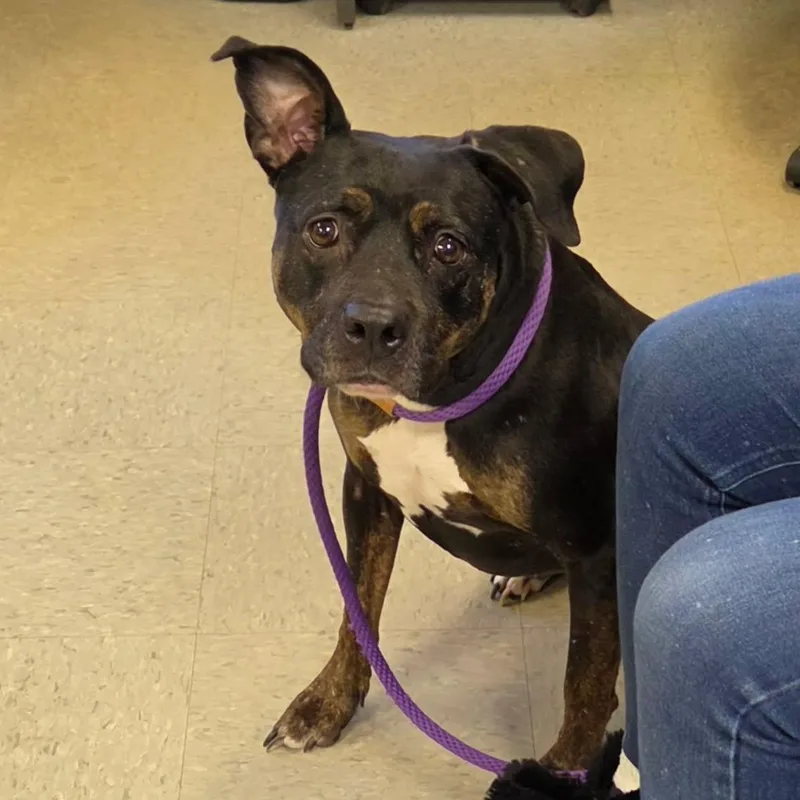An adult medium-sized female Black Rottweiler dog named Minka for adoption in Medina, OH