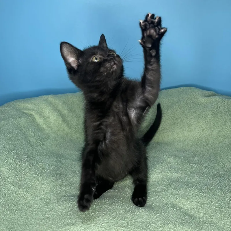 A baby small-sized female Black Domestic Short Hair cat named Sammich for adoption in San Antonio, TX