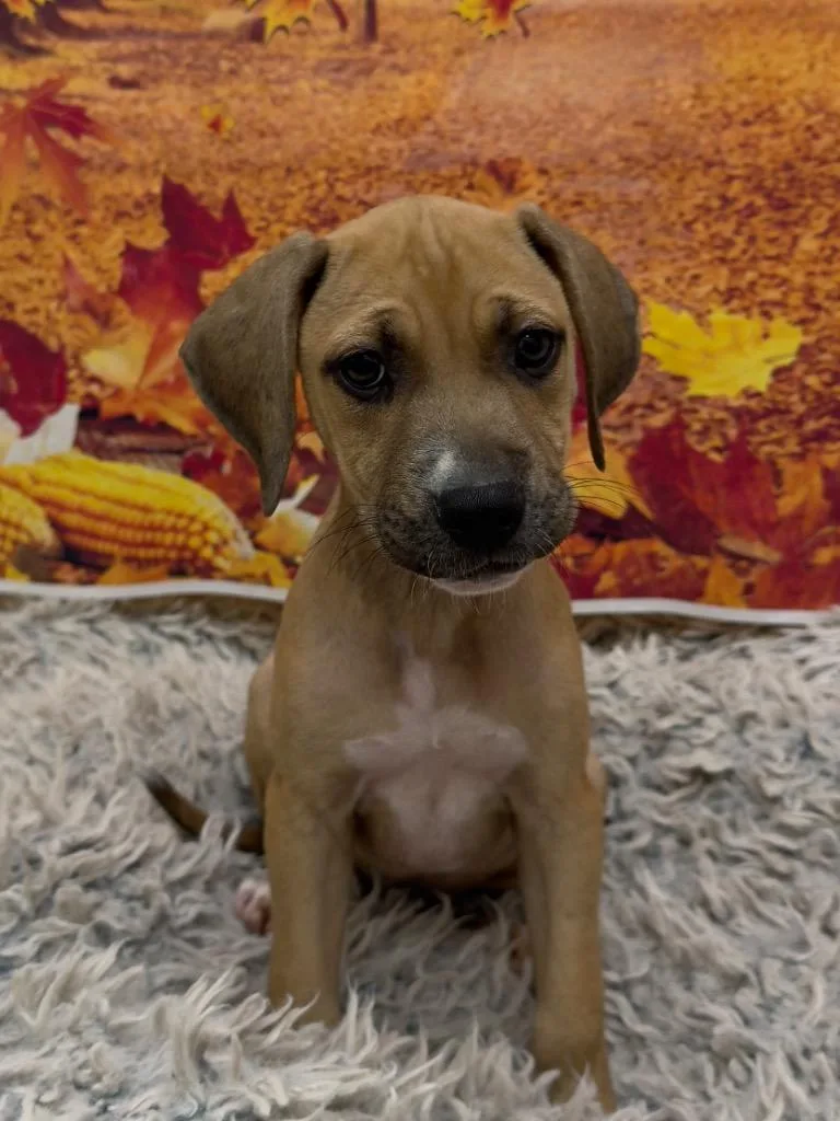 A baby medium-sized female Mixed Breed dog named Peach for adoption in Newberg, OR