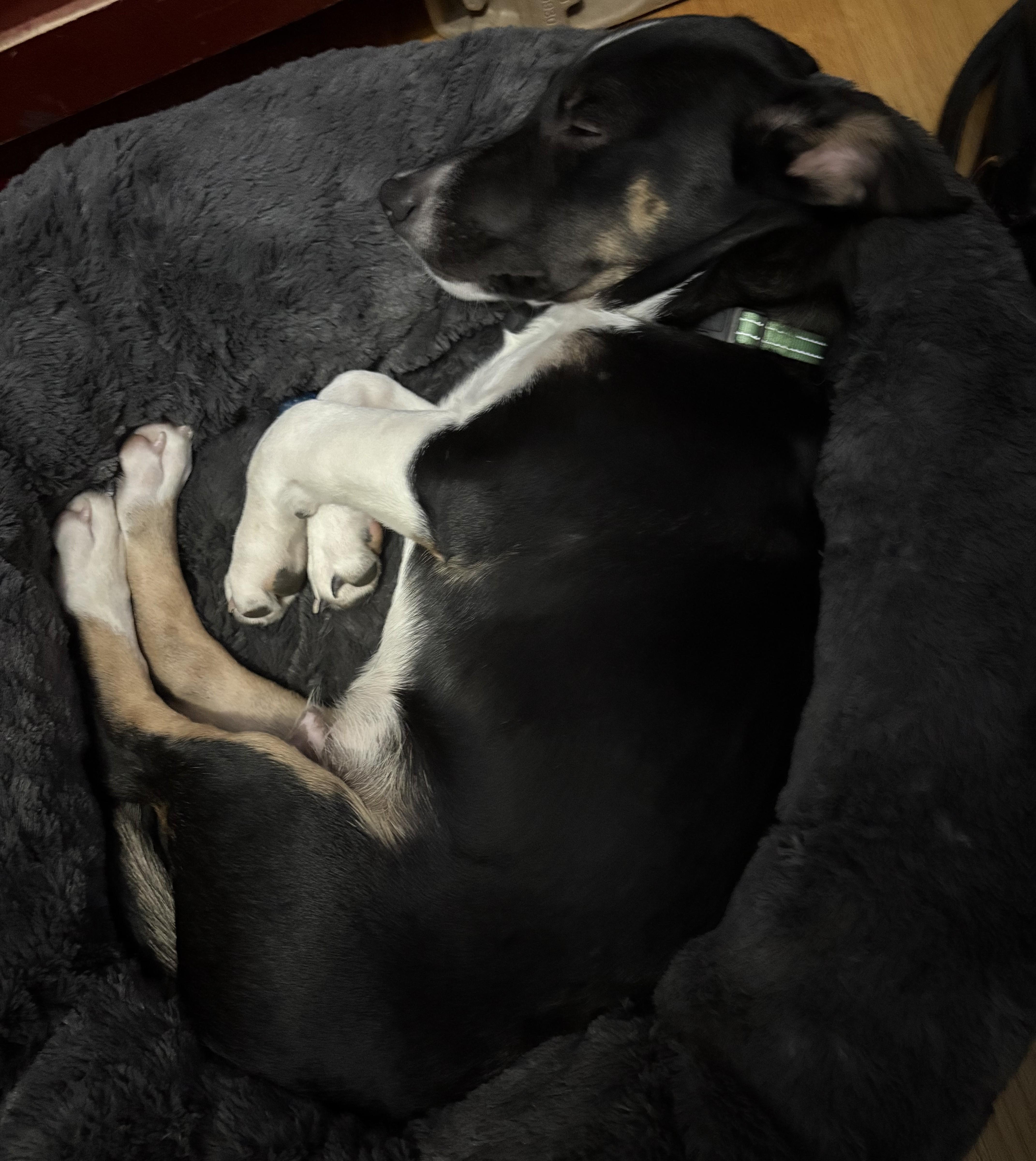 Van Halen thumbnail 3