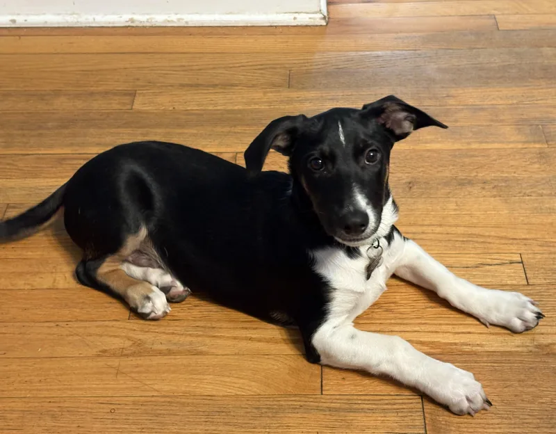 Van Halen thumbnail 5