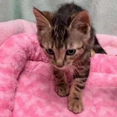 A baby medium-sized male Black Tabby cat named Ontario for adoption in Green Valley, AZ