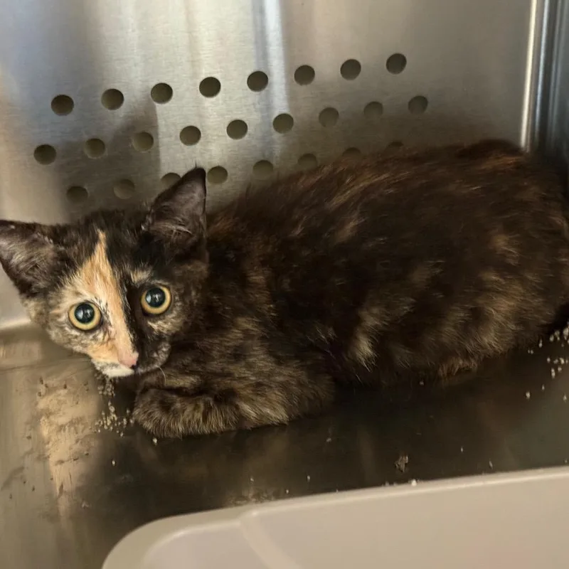 A baby small-sized female Tortoiseshell Domestic Short Hair cat named Sweet T for adoption in Norman, OK