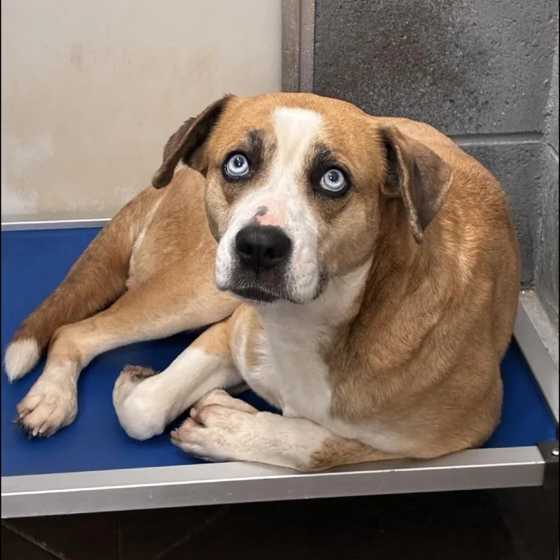 An adult medium-sized female Yellow / Tan / Blond / Fawn Shepherd dog named Supernova for adoption in Kanab, UT